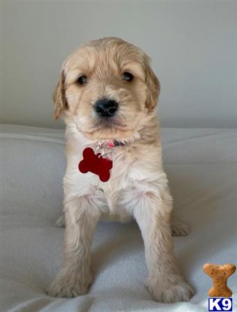 Goldendoodlepup Picture 1